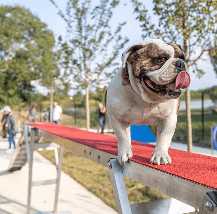 Un parc canin pour créer du lien